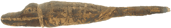 うろこを持った成体のナイルワニのミイラの画像